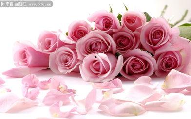 玫瑰花的资料,探寻玫瑰花的魅力与传说